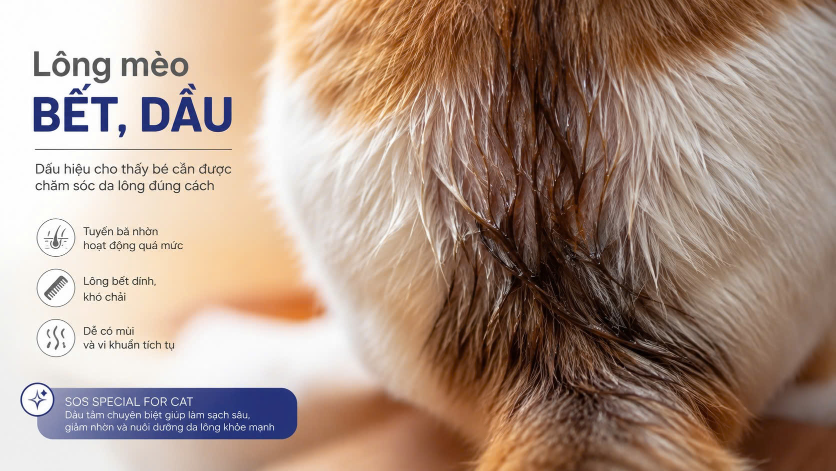 SOS Trắng là dòng sữa tắm chuyên biệt được thiết kế để xử lý bã nhờn, giúp duy trì bộ lông mèo tơi xốp lâu hơn.