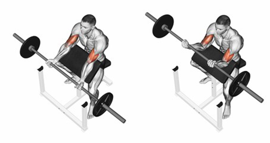 Barbell Preacher Curl