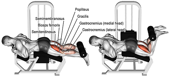 Lying Leg Curls