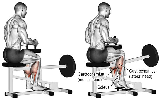 Seated Calf Raise