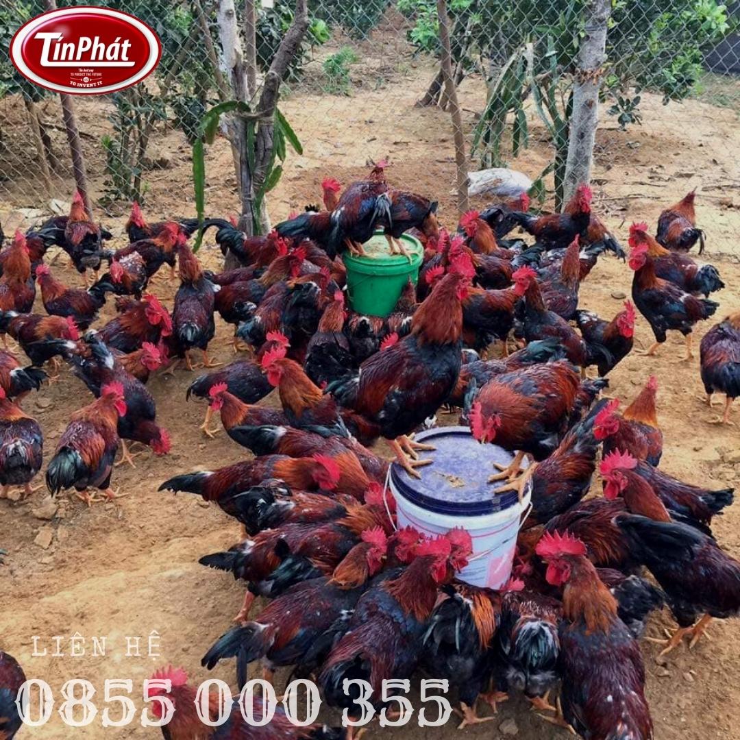 tự chế máng uống nước cho gà bằng xô sơn