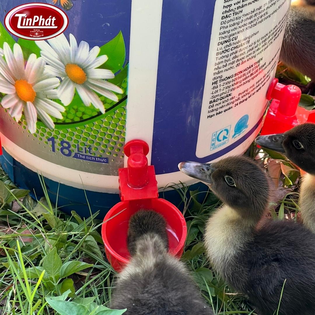 tự làm tự chế máng uống nước cho vịt ngan tự động hoàn toàn