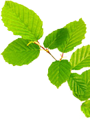A AND B TRADING CO., LTD