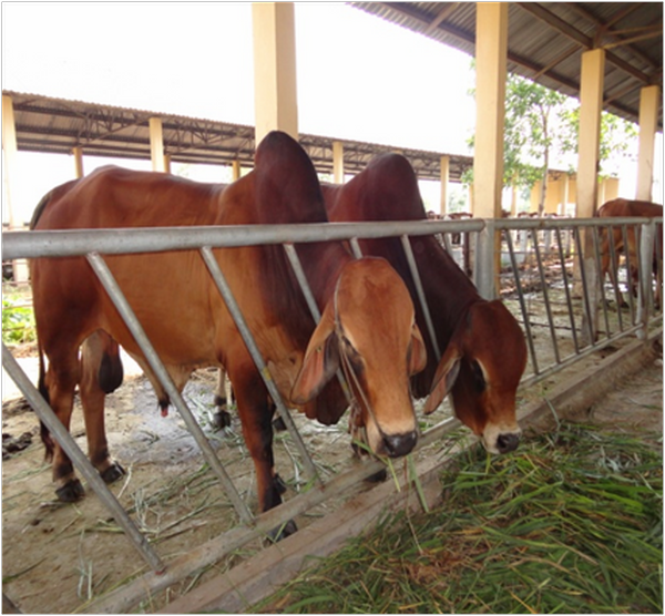 địa chỉ bán bò giống