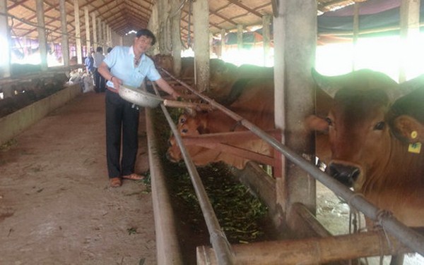 kỹ thuật nuôi bò