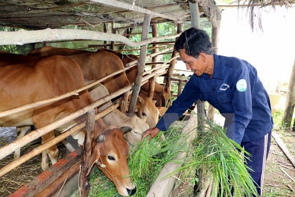 Kĩ thuật nuôi bò