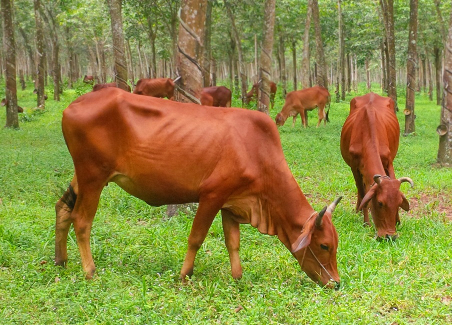 TRANG TRẠI BÒ GIỐNG TĨNH NĂM