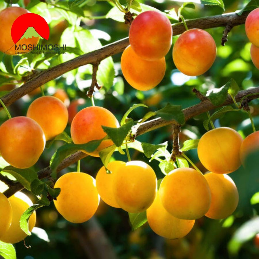 Ưu điểm của rượu mơ Choya Aged 3 năm