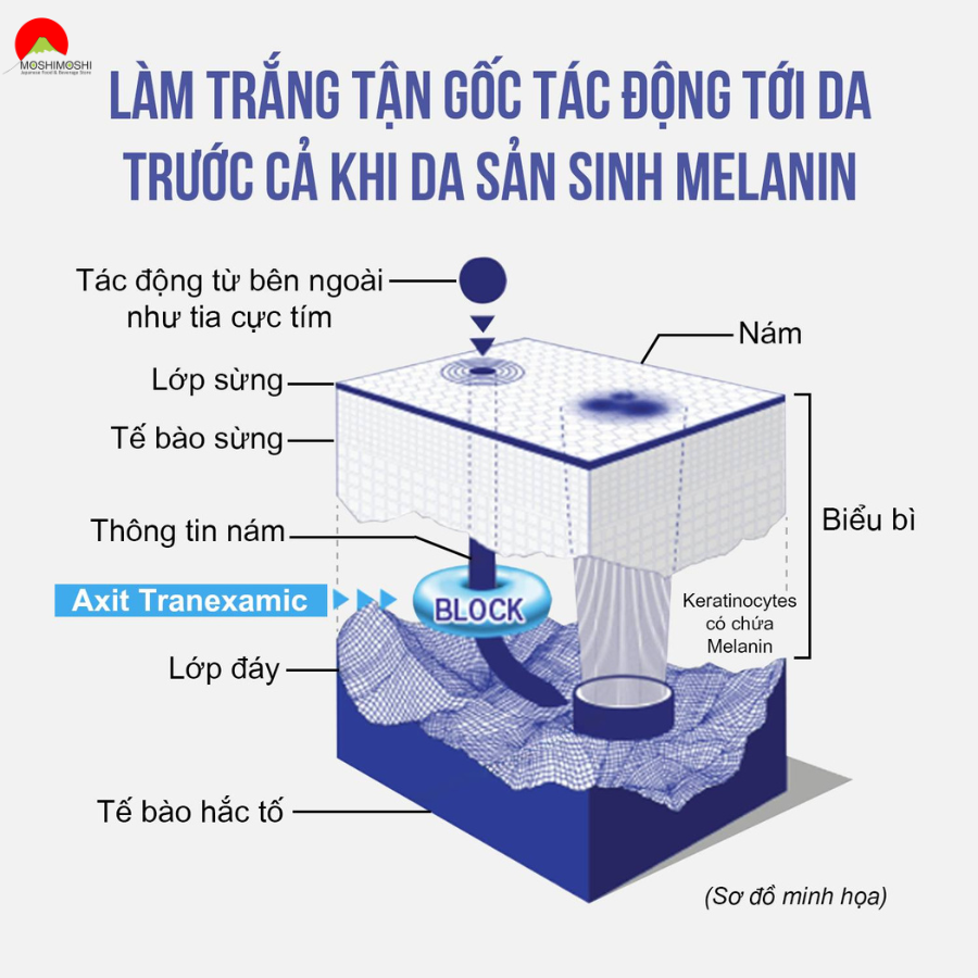 Cơ chế hoạt động của Acid Tranexamic