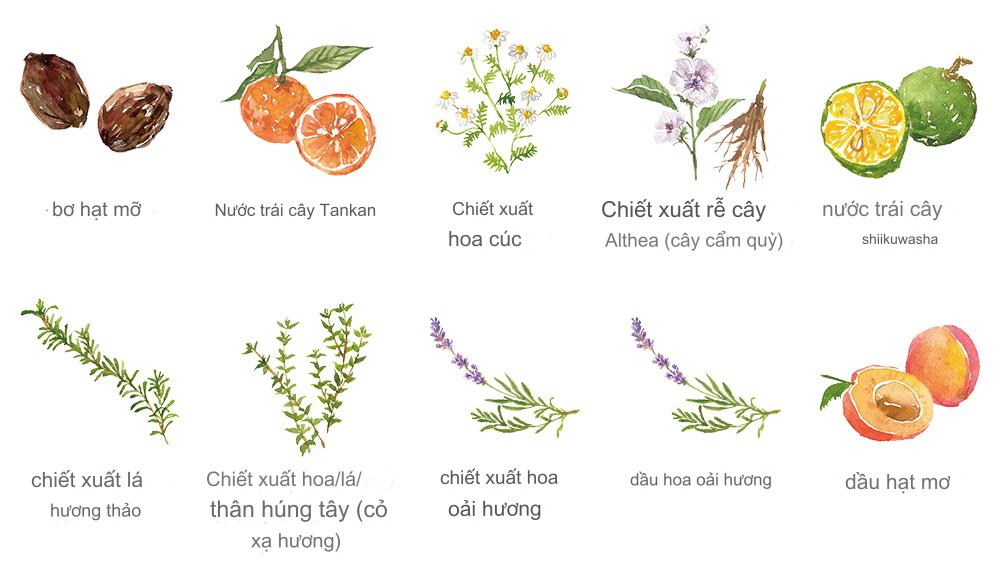 10 thành phần thực vật hữu cơ trong kem nền