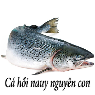 cá hồi nauy nguyên con