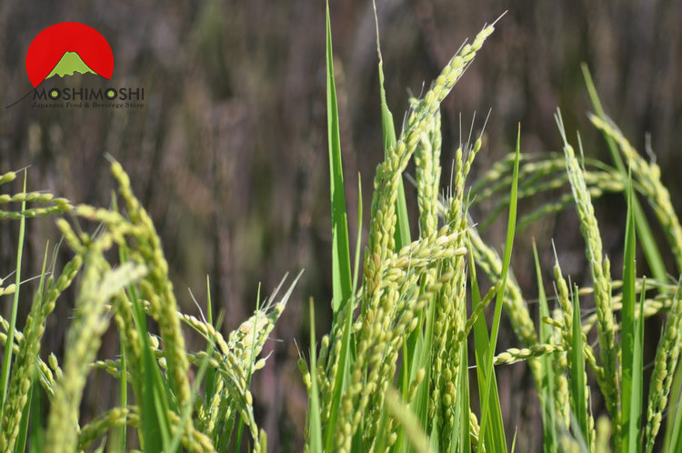 Cây lúa Nhật Bản được trồng tại Việt Nam