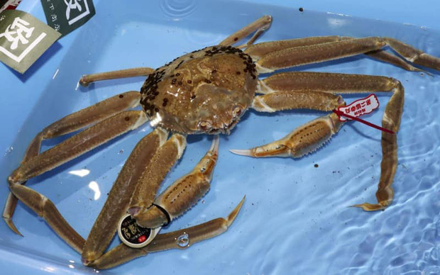 cua tuyết nhật bản