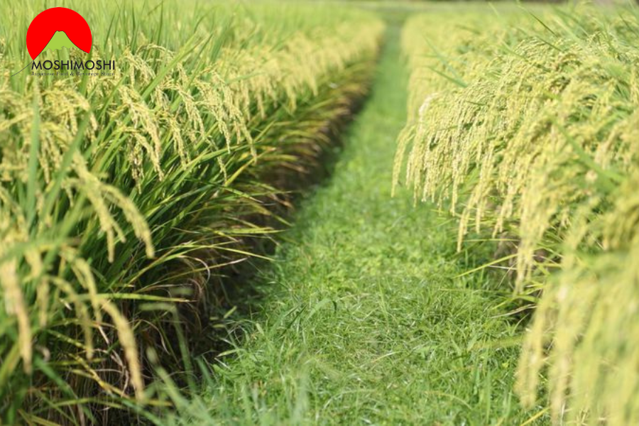 gạo làm rượu ngoại tặng tết dassai 23