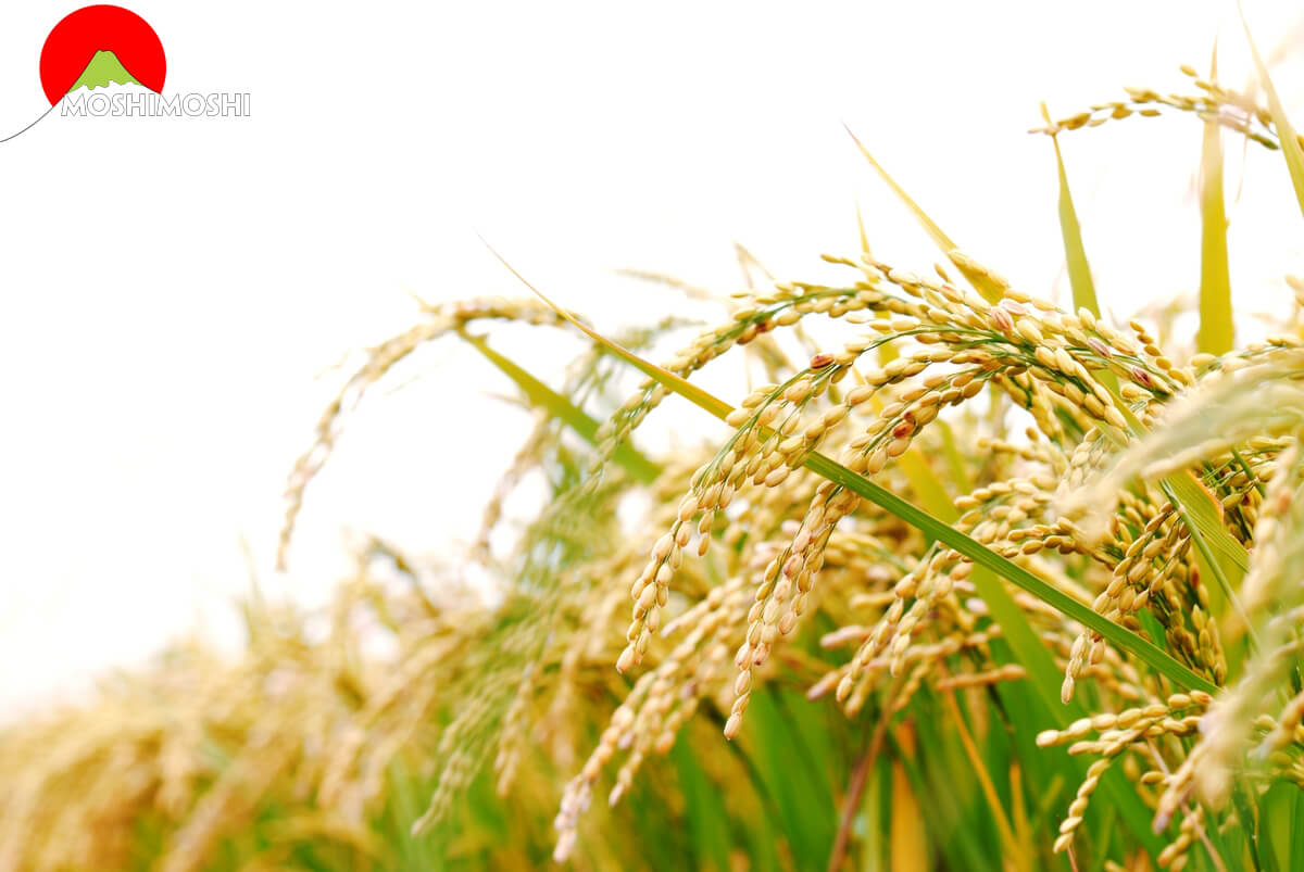 Gạo Japonica là gì