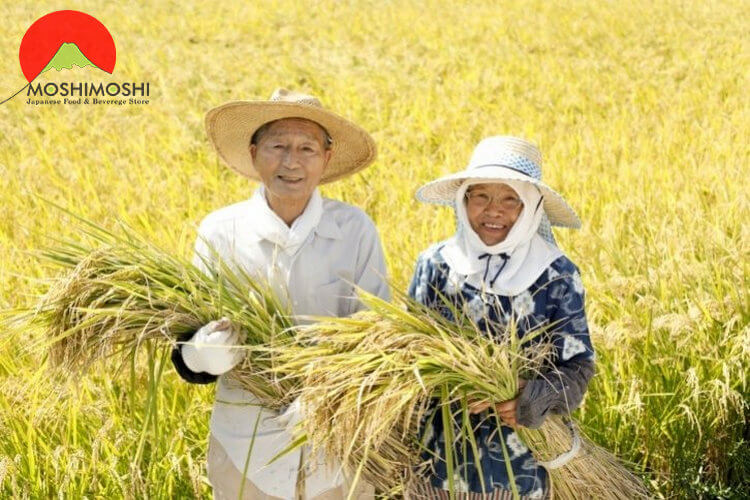 gạo lứt japonica nhật bản có tốt không và cách trồng