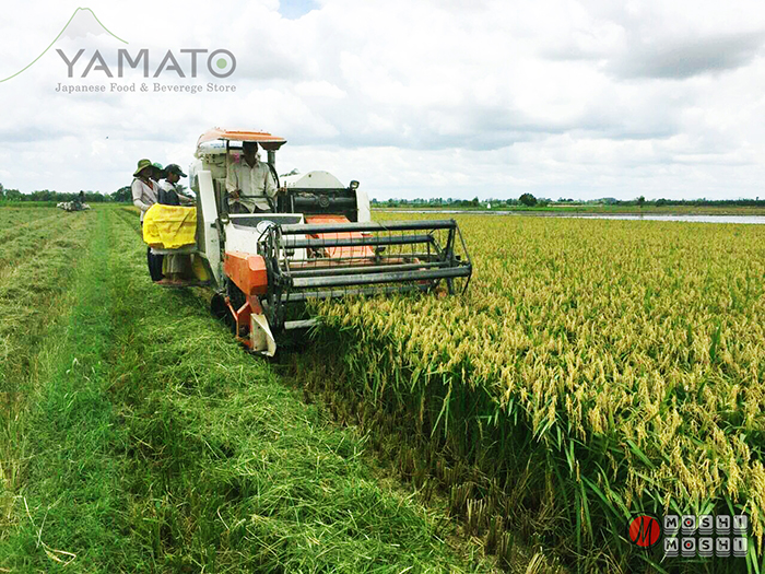 gạo Nhật Bản
