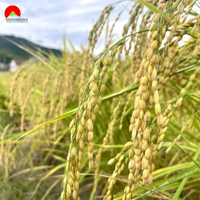 Sake Kid Muryozan Junmai Ginjo