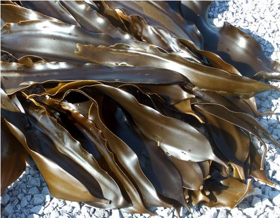 RONG BIỂN NHẬT BẢN