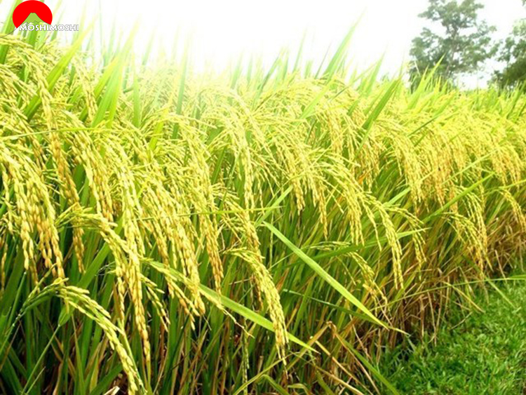 quy trình sản xuât lúa gạo nhật bản