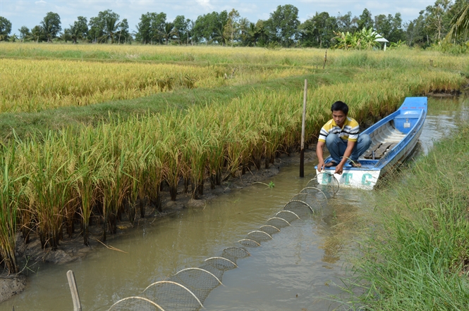 Gạo lứt Nhật Bản có gì khác biệt