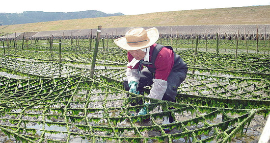 RONG BIỂN THIÊN NHIÊN