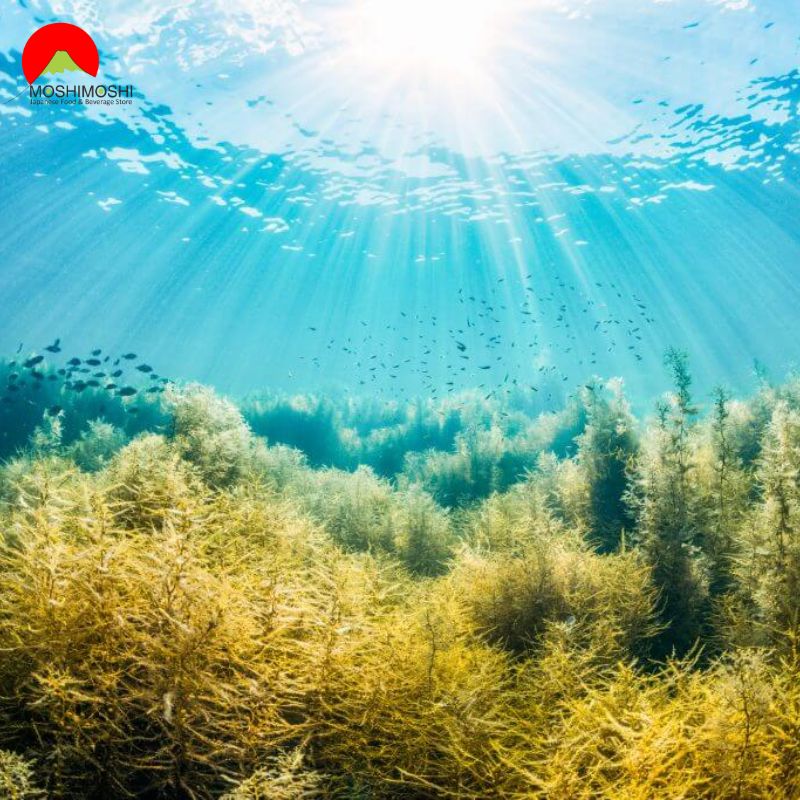 Okinawa Fucoidan (Kanehide Bio 180 viên) Nhật Bản