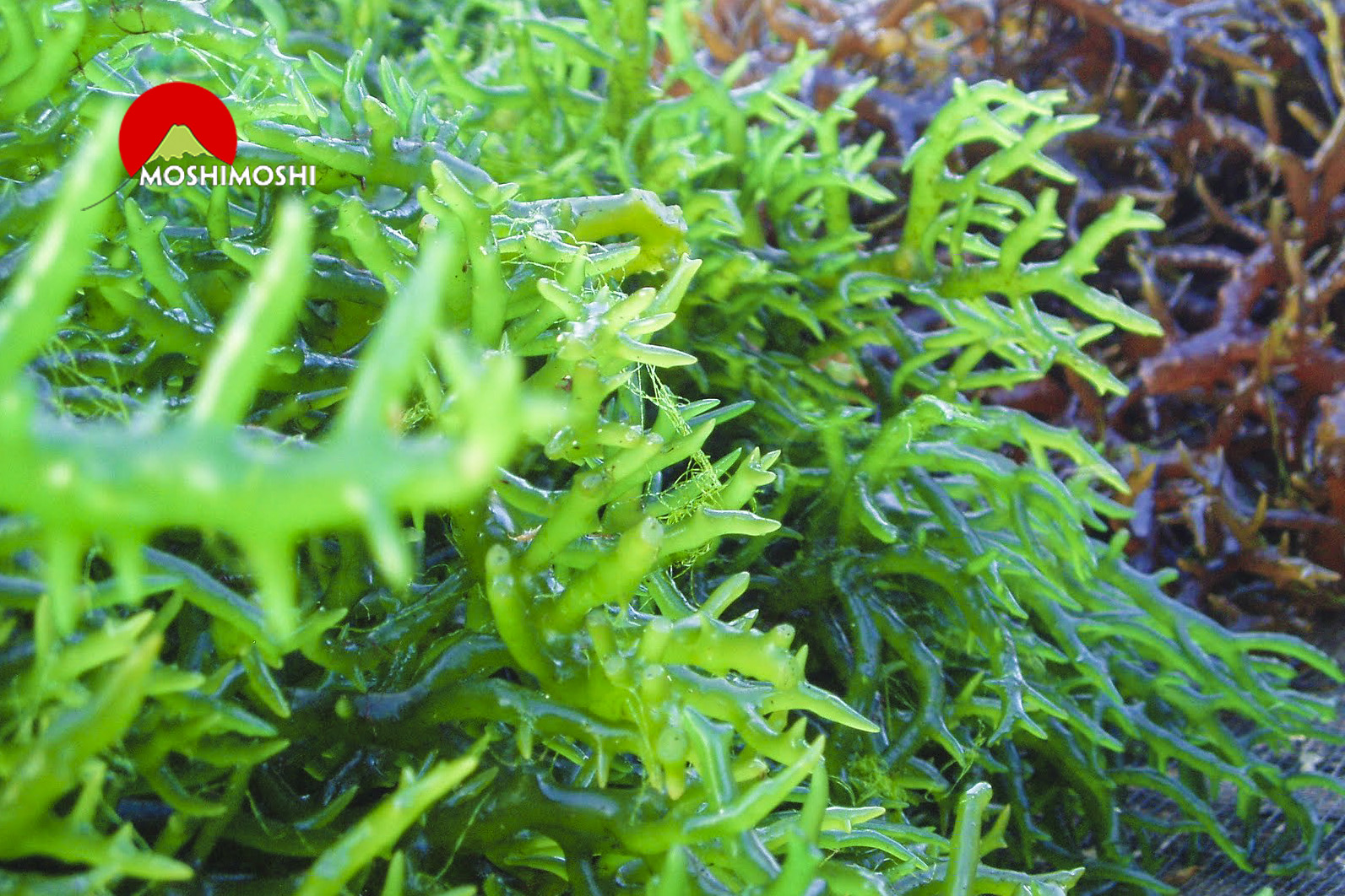 Ưu điểm và nhược điểm của các loại rong biển, tảo biển.