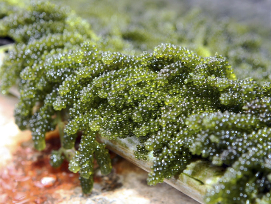 Giá rong nho tươi và khô hiện nay, mua rong nho giá tốt ở đâu