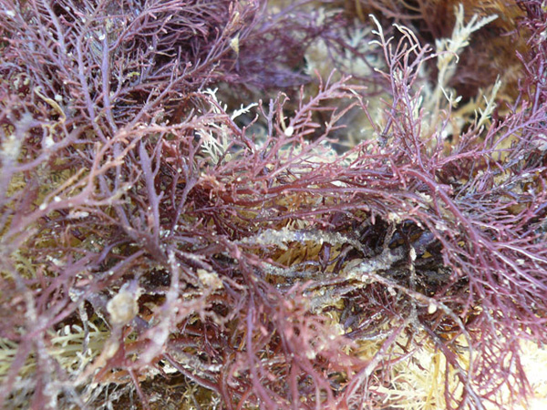 MÓN ĂN RONG BIỂN