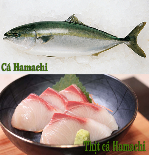 cá hamachi