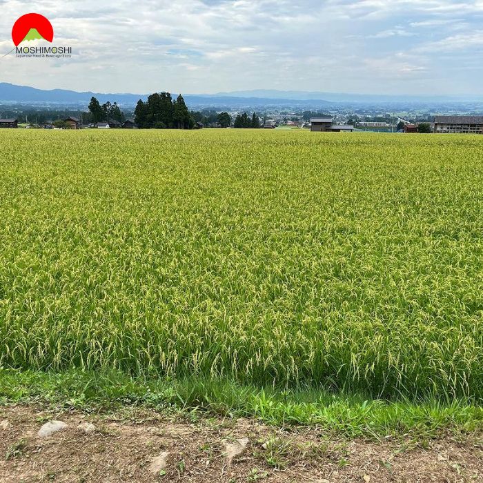 Đồng lúa sản xuất Sake Sawaya Matsumoto Ultra Junmai Daiginjo