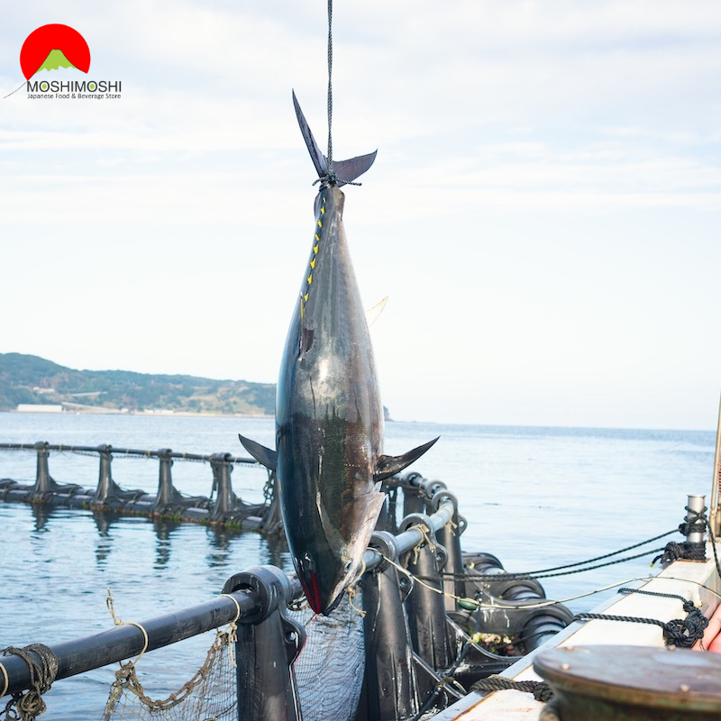 Cá ngừ vây xanh Nhât Bản