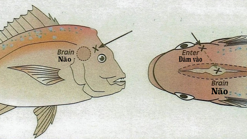 vị trí huỷ não cá
