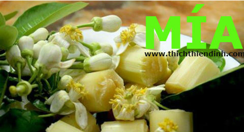 TÁC DỤNG CỦA