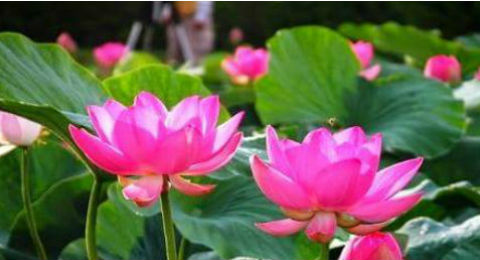 TÁC DỤNG CỦA