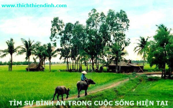 Tìm sự bình an trong cuộc sống hiện tại