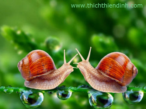 TÌNH YÊU ỐC SÊN