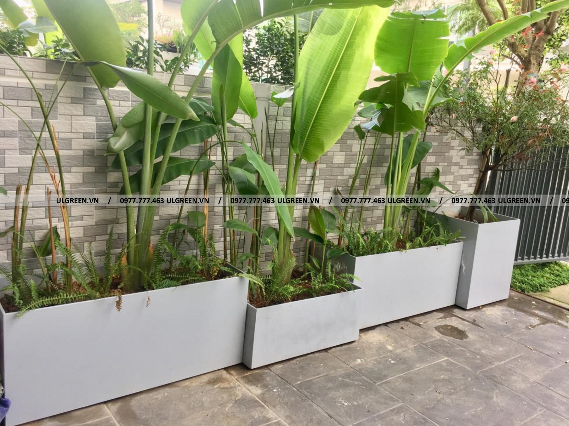 Combo chậu chữ nhật