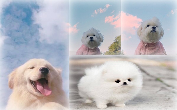 Ghép nhiều bức ảnh trong một khung