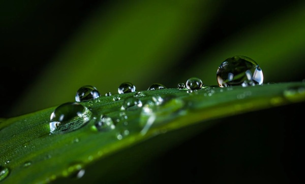 Chụp ảnh Macro vật thể nhỏ và chi tiết
