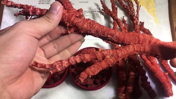 San hô đỏ trong bộ thất bảo chính là “cầu vồng” gắn kết những yêu thương