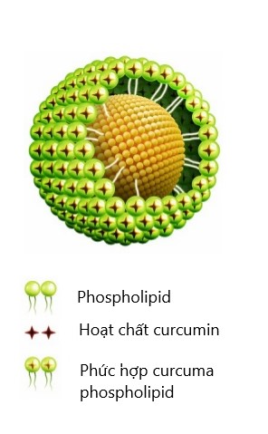 Ảnh minh họa phospholipid curcuma