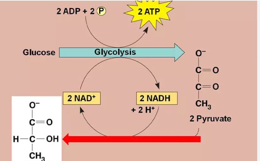 Aerobic và Anaerobic là gì?