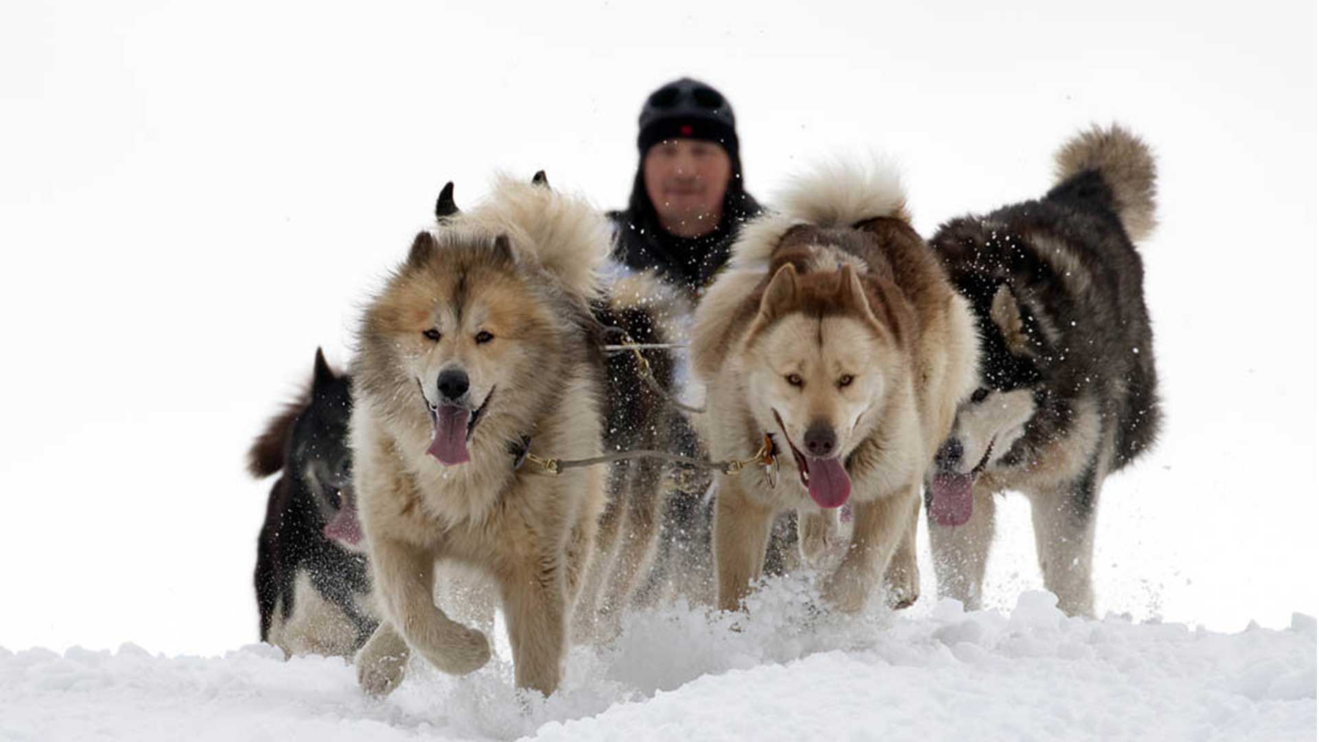 Chó alaska malamute động vật con HD tải xuống hình nền