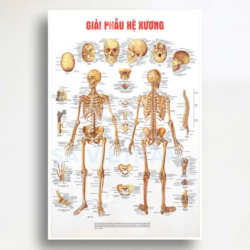 Tranh giải phẫu hệ xương, giải phẫu xương người
