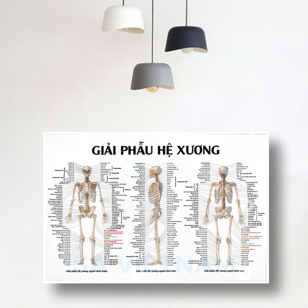 Tranh giải phẫu hệ xương, giải phẫu xương