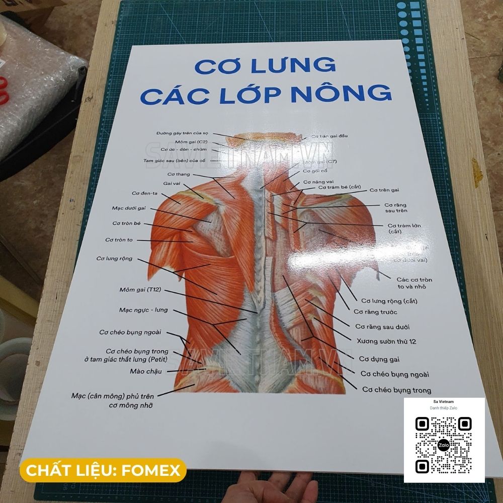 Tranh cơ lưng các lớp nông