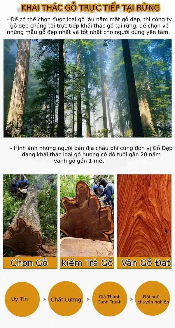 Chất liệu gỗ được khai thác trực tiếp tại rừng 