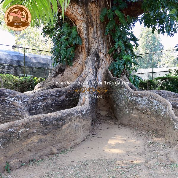 Những đặc trưng nổi bật của gỗ gụ là gì?